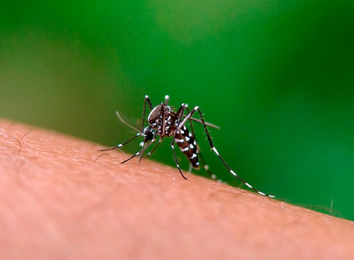 Alerta: Brasil registra mais de 1 milhão de casos de dengue em 2024