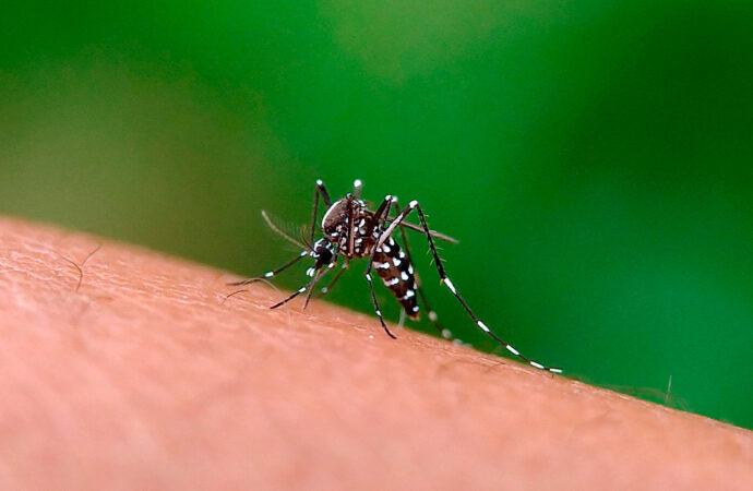 Alerta: Brasil registra mais de 1 milhão de casos de dengue em 2024