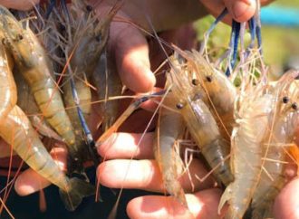 PRODUÇÃO DE CAMARÃO CRESCE 27,8% NO RIO GRANDE DO NORTE EM 2024