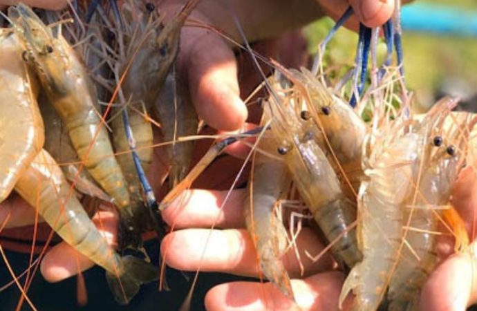 PRODUÇÃO DE CAMARÃO CRESCE 27,8% NO RIO GRANDE DO NORTE EM 2024